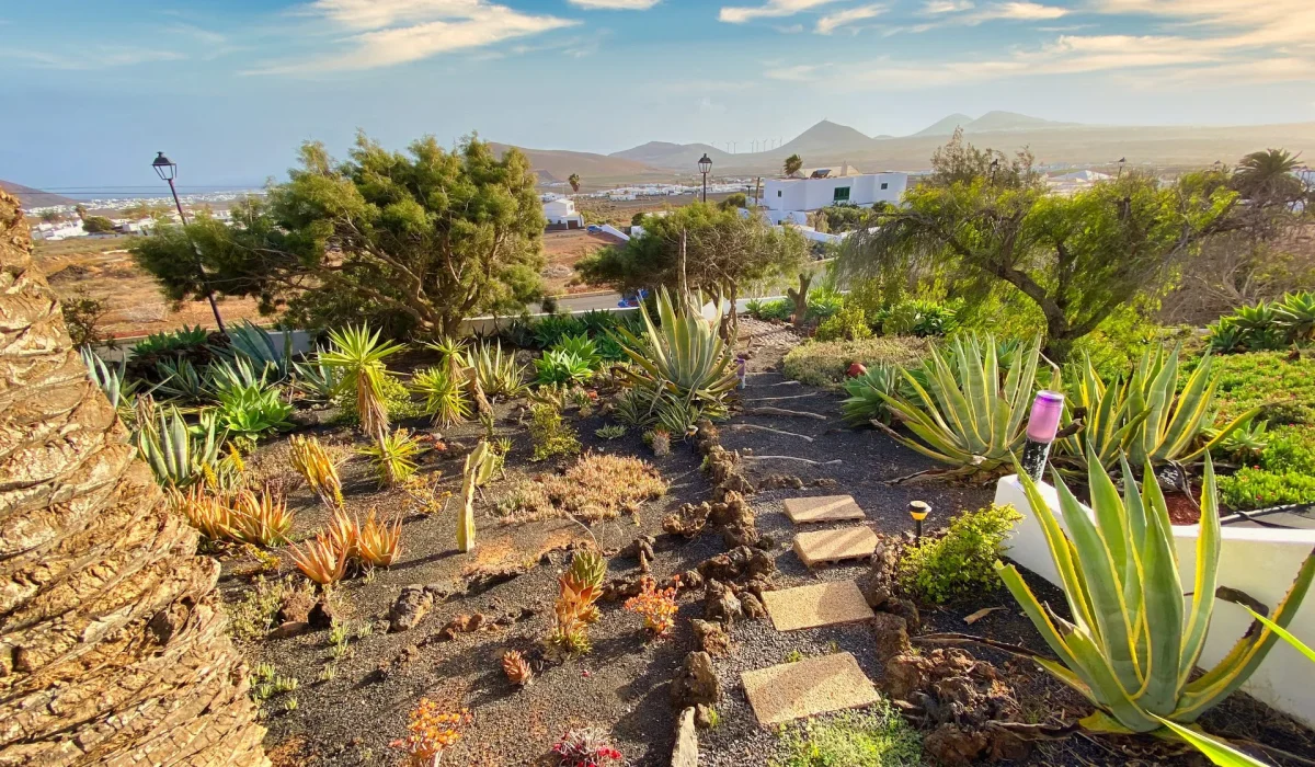 Garden with agaves and view of the volcanic landscape