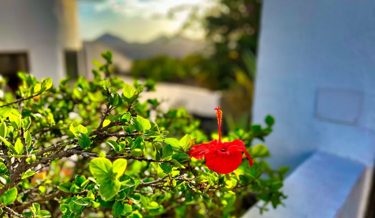 Red hibiscus in the garden